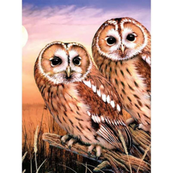 Schilderen op nr.: Tawny Owls