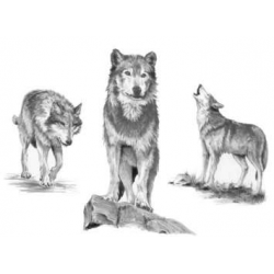 Sketching Wolves SKBNL2