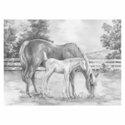 Sketching Horse & Colt SKBNL8