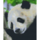 Pixelhobby Pakket 806150 Pandabeer