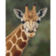 Pixelhobby Pakket 809197 Giraffe