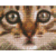 Pixel pakket met 36 matjes/kitten-hoofd-real.bruin